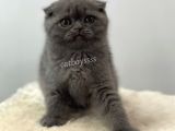 Blue Scottish Fold Dişi Yavrular