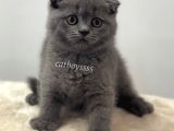 Blue Scottish Fold Dişi Yavrular