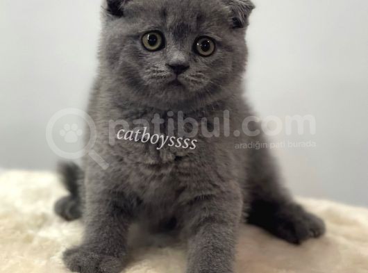 Blue Scottish Fold Dişi Yavrular görsel