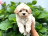 Anne Altından Maltese Terrier