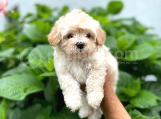 Anne Altından Maltese Terrier görsel