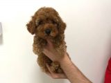 2.5 Aylik Erkek Redbrown Toy Poodle