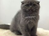 Blue Scottish Fold Dişi Yavrular