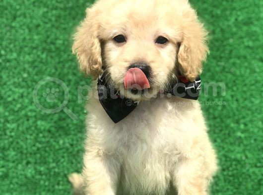 2.5 Aylik Erkek Malti̇poo görsel