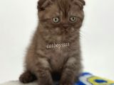 Çikolata Tabby Scottish Fold Erkek Yavrumuz