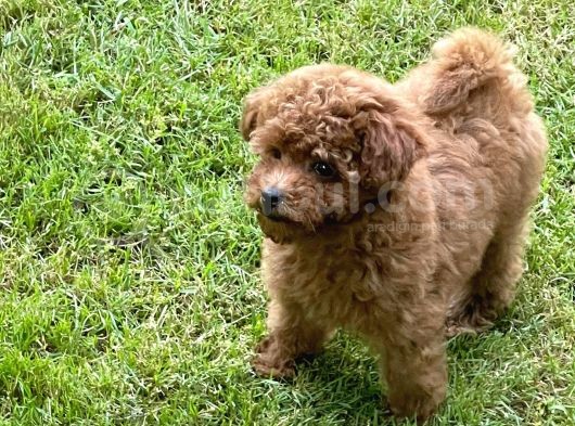Red Toy Poodle Yavrularımız görsel