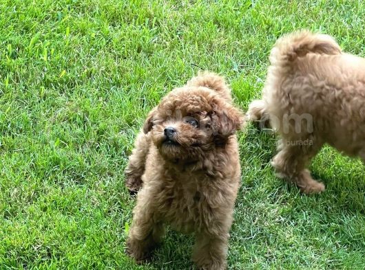 Red Toy Poodle Yavrularımız görsel