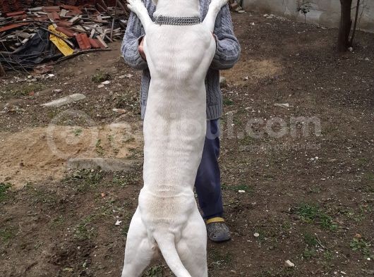 Devasal Dogo Argentino Yavruları görsel