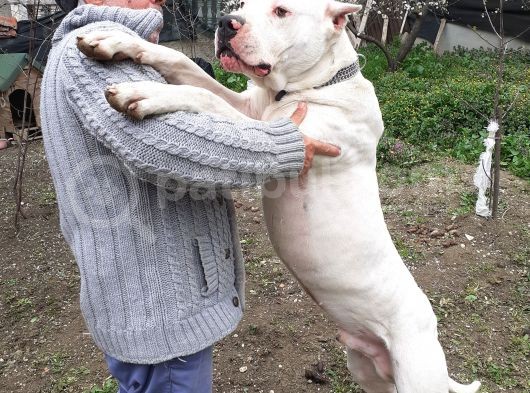 Devasal Dogo Argentino Yavruları görsel