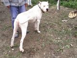 Devasal Dogo Argentino Yavruları
