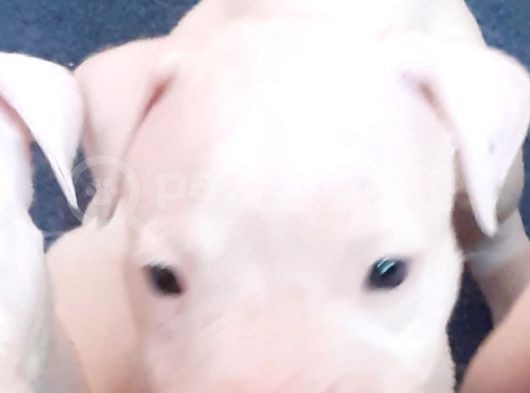 Devasal Dogo Argentino Yavruları görsel