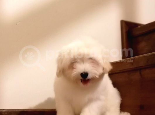 Maltese görsel