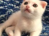 Çok Uyguna Beyaz Scottish Fold Renkli̇ Gözlü Tesli̇me Hazir Çok Özel Son 2 Yavru