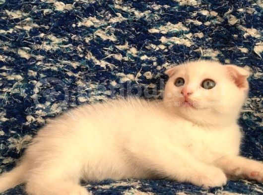 Çok Uyguna Beyaz Scottish Fold Renkli̇ Gözlü Tesli̇me Hazir Çok Özel Son 2 Yavru görsel