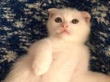 Çok Uyguna Beyaz Scottish Fold Renkli̇ Gözlü Tesli̇me Hazir Çok Özel Son 2 Yavru