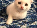 Çok Uyguna Beyaz Scottish Fold Renkli̇ Gözlü Tesli̇me Hazir Çok Özel Son 2 Yavru