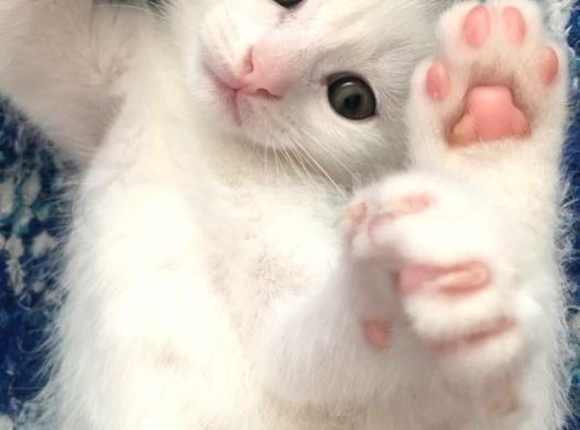 Çok Uyguna Beyaz Scottish Fold Renkli̇ Gözlü Tesli̇me Hazir Çok Özel Son 2 Yavru görsel