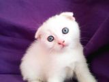 Çok Uyguna Beyaz Scottish Fold Renkli̇ Gözlü Tesli̇me Hazir Çok Özel Son 2 Yavru