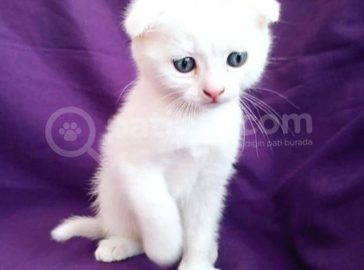 Çok Uyguna Beyaz Scottish Fold Renkli̇ Gözlü Tesli̇me Hazir Çok Özel Son 2 Yavru görsel