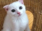 Çok Uyguna Beyaz Scottish Fold Renkli̇ Gözlü Tesli̇me Hazir Çok Özel Son 2 Yavru