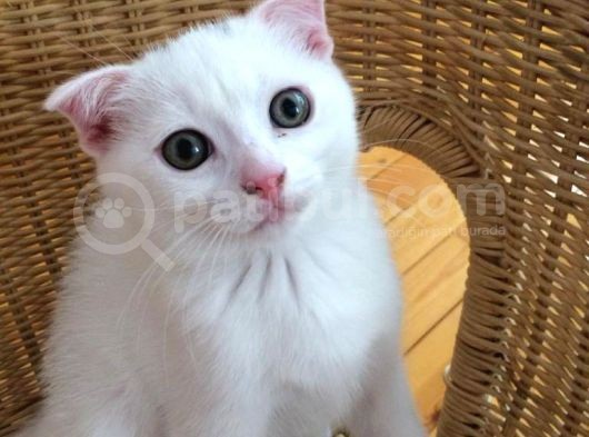 Çok Uyguna Beyaz Scottish Fold Renkli̇ Gözlü Tesli̇me Hazir Çok Özel Son 2 Yavru görsel