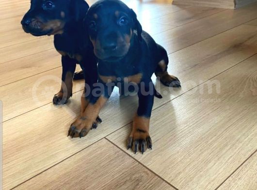 Orjinal Doberman Yavruları görsel