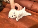 2 Aylık Scottish Fold Gri Dişi Ve Beyaz Erkek