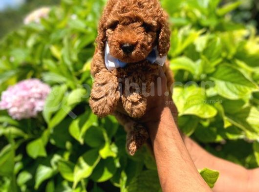 Toy Poodle