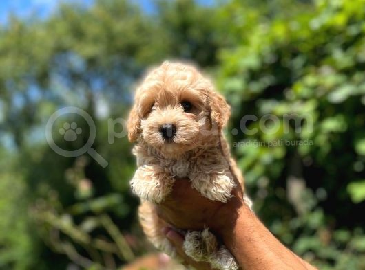 Orji̇nal Malti̇po görsel