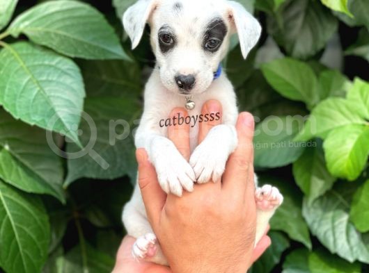 Sevimli Dişi Jack Russel Yavrumuz