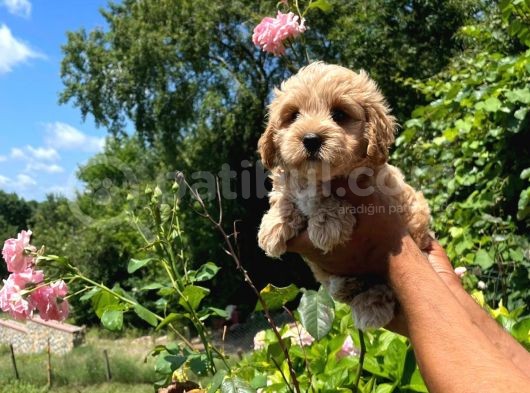 Orji̇nal Malti̇po görsel