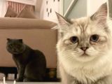 Scottish Fold Golden