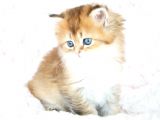 Veteri̇ner Heki̇mden Bri̇ti̇sh/ Scoti̇sh Yavrular