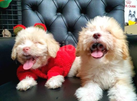 2 Aylık Maltipoo Bebekler görsel