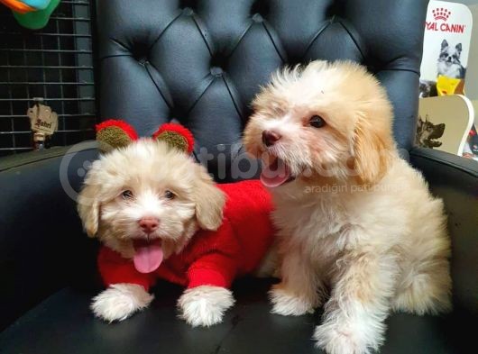 2 Aylık Maltipoo Bebekler