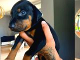 Orjinal Doberman Yavruları