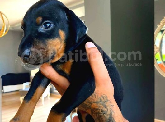 Orjinal Doberman Yavruları görsel