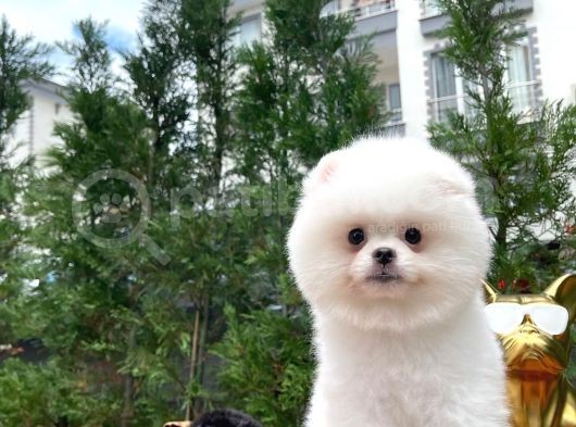 Küt Burun Kare Surat Yarışma Adayı Safkan Boo Pomeranian görsel
