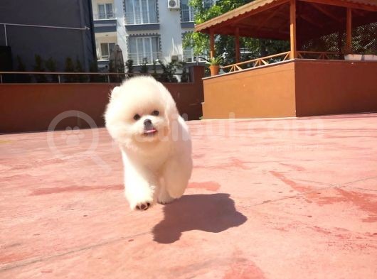Basık Surat 0,5 Burun Ödül Adayı Safkan Boo Pomeranian görsel
