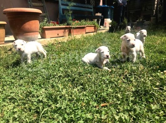 Dogo Argenti̇no Yavru 65 Günlük görsel