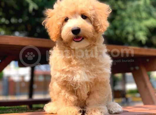 Renkli Terrier Degil Orjinal Maltipoo Arayanlara görsel