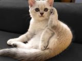 Lynx Point British Erkek Yavru