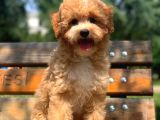 Ureticiden F1 Safkan Maltipoo Yavrularimiz