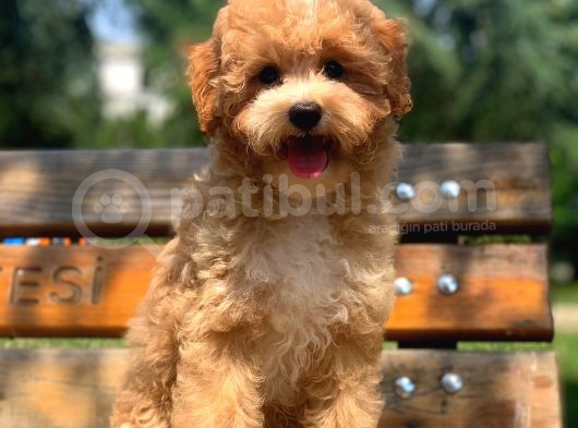 Ureticiden F1 Safkan Maltipoo Yavrularimiz