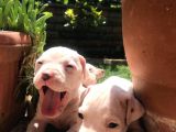Dogo Argenti̇no Yavru 65 Günlük