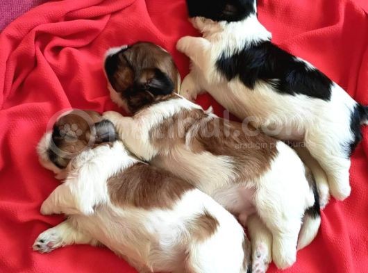 Show Kalite Shih Tzu görsel