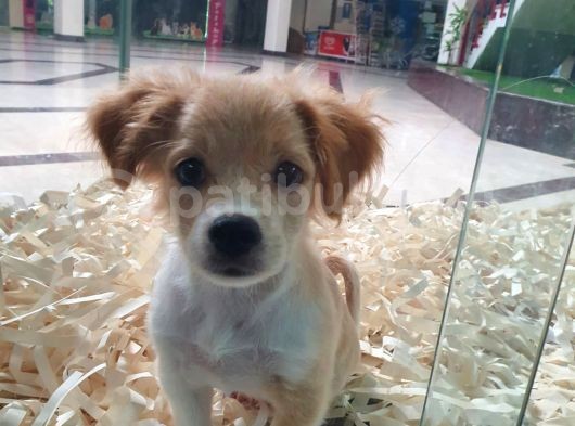 Terrier Ve Jack Russel Melezi görsel