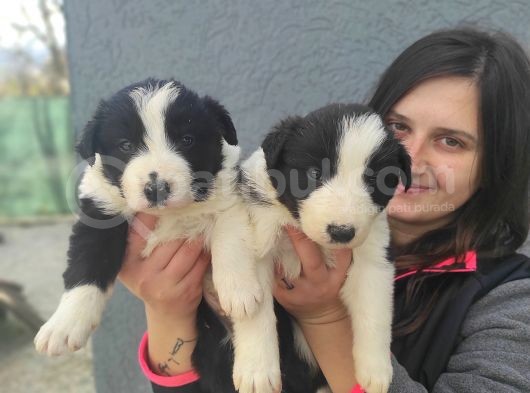 Border Collie Yavrular (Bursa Köpek Okulu) görsel
