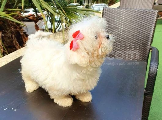 Kore Maltese Yavrumuz