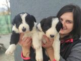 Border Collie Yavrular (Bursa Köpek Okulu)